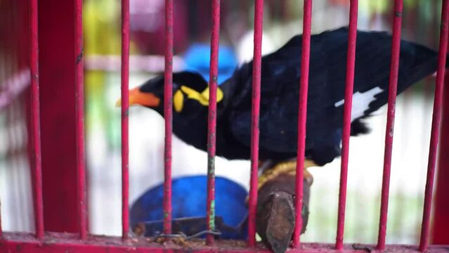A Common Hill Myna (Gracula religiosa) perches and eats feed in cages, blurred background. A black bird
