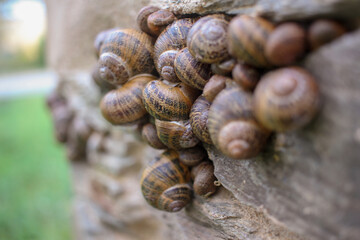 snails in a wall of my orchard