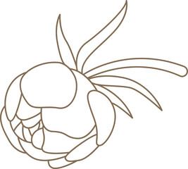 Closed peony bud with leaves in line art style © Mykola Syvak