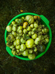 Green tomatoes in a basket on the grass, late harvest. Tomatoes of different sizes and varieties. horizontal composition, flat position, top view. bright background, vegetarianism, harvesting.