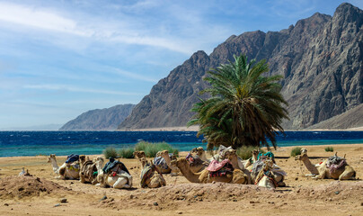 several camels rest on the shores of the Red Sea