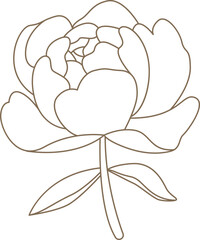 Peony flowers in line art style Contemporary floral design