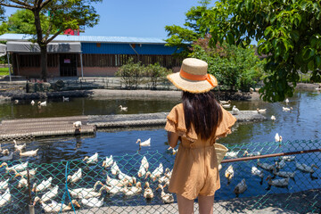 Woman feed the duck in Tourist farm