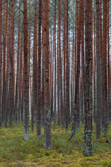 Fototapeta premium pine tree forest