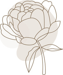 Peony flowers in line art style Contemporary floral design