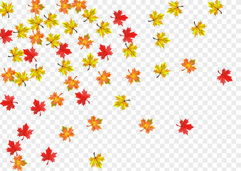 Autumnal Leaf Background Transparent Vector. Plant Ground Illustration. Colorful Tree Foliage. Nature Leaves Design.