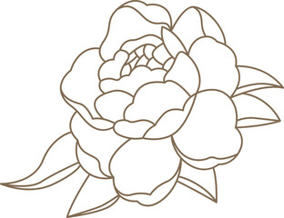 Peony flowers in line art style Contemporary floral design © Mykola Syvak