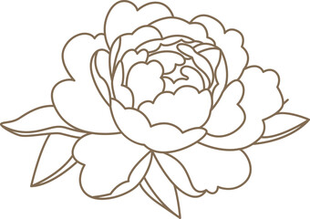 Peony flowers in line art style Contemporary floral design - obrazy, fototapety, plakaty