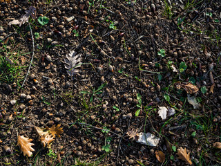 imagen detalle textura suelo de tierra, hierbas verdes y bellotas 