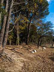 imagen árboles verdes entre rocas con el cielo azul