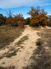 camino de tierra con la hierba seca, los árboles con el cambio de hojas y el cielo azul