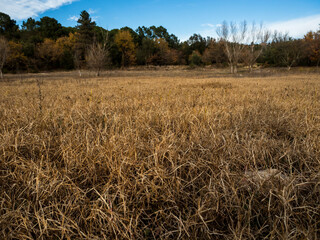 imagen de un campo con la hierba seca, un &aacute;rbol seco al fondo y el cielo azul