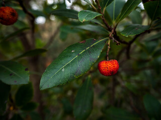 madroño rojo en el árbol verde