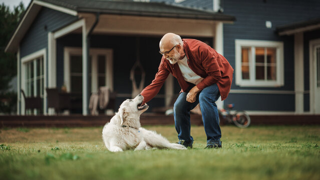 Cheerful Senior Man Enjoying Time Outside with a Pet Dog, Petting a Playful White Golden Retriever. Happy Adult Man Enjoying Leisure Time on a Front Yard in Front of the House.