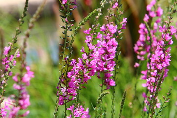 Summer flowers in a city park in Israel.