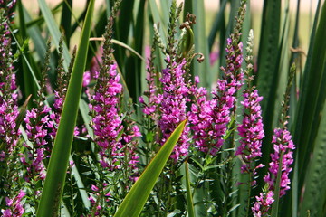 Summer flowers in a city park in Israel.