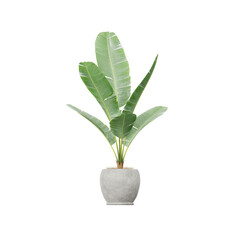 banana plant in pot on white, 3d rendering of banana plant png transparent background