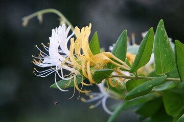 Summer flowers in a city park in Israel.