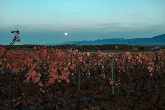 les vignes au clair de lune