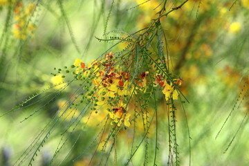 Summer flowers in a city park in Israel.