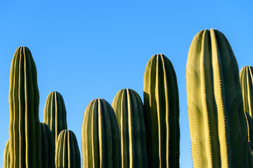 VISTA DE UNOS CACTUS