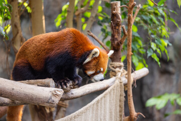 Red panda in the zoo park