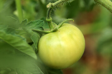 Green tomatoes growing on the branch