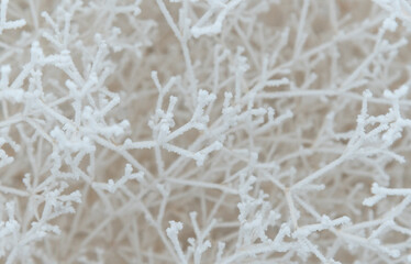 Close-up of snow-covered shrub branches. White tree branches under frost on a frosty day, like a spider web and a frosty three-dimensional pattern.