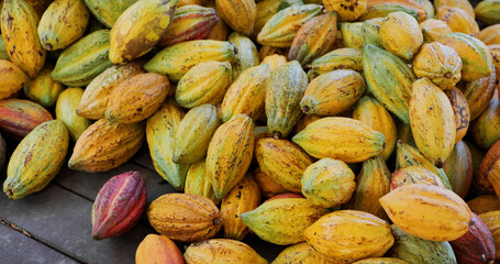 Stack of colorful ripe cocoa pod