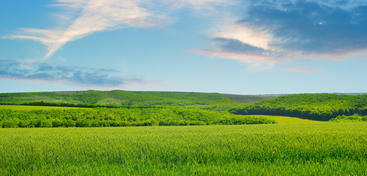 Green wheat field and vibrant sunset. Wide photo.