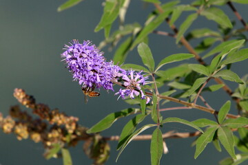 Summer flowers in a city park in Israel.