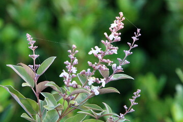 Summer flowers in a city park in Israel.