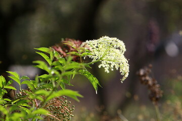 Summer flowers in a city park in Israel.