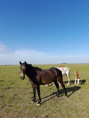 Caballos en el campo de la pradera Pampeana sudamericana con el semental cuidando a la yegua con su potrillo, forma un original y bello diseño natural con fondo del cielo azul