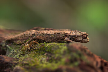 Naklejka premium Domergue's leaf chameleon - Brookesia thieli, small special lizard from African bushes and forests, endemic to east Madagascar.