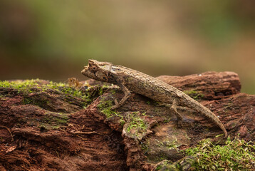 Domergue's leaf chameleon - Brookesia thieli, small special lizard from African bushes and forests, endemic to east Madagascar.