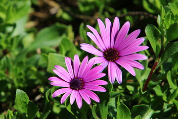 Obraz premium Summer flowers in a city park in Israel.