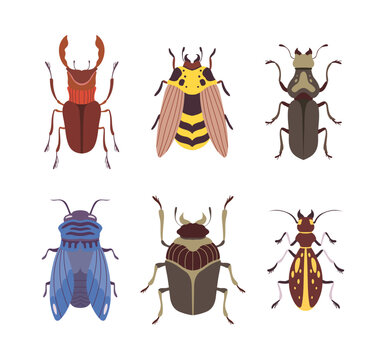 Beetles and Bugs as Winged Crawling and Creeping Insect Vector Set