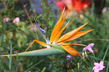 Summer flowers in a city park in Israel.