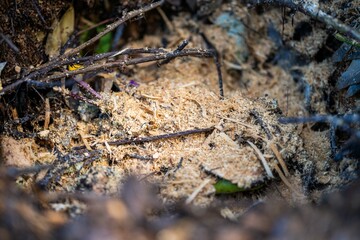 adding food waste to a compost pile. egg shell, vegetable, and fruit scraps turning a compost in a home garden