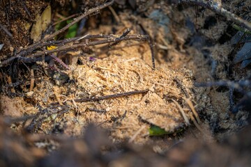 adding food waste to a compost pile. egg shell, vegetable, and fruit scraps turning a compost in a home garden