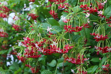 Summer flowers in a city park in Israel.