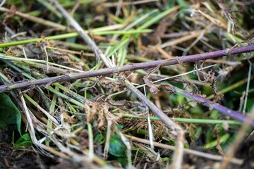 Turning a soil food web thermophilic compost pile full of microorganisms, in America and Australia.