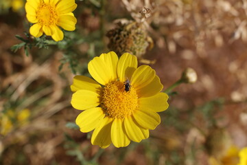Summer flowers in a city park in Israel.