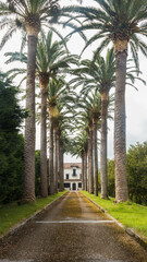 Obraz premium Nice Indian House in Colombres next to palm trees, Asturias, Spain