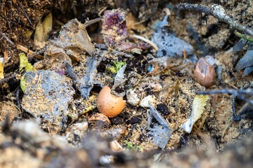 adding food waste to a compost pile. egg shell, vegetable, and fruit scraps turning a compost in a home garden