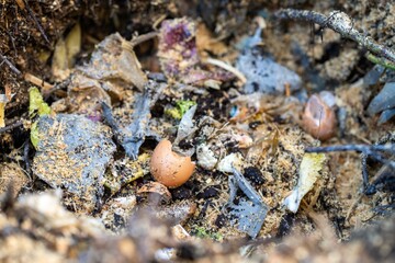 adding food waste to a compost pile. egg shell, vegetable, and fruit scraps turning a compost in a home garden