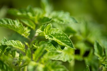 vegetable garden growing in a house in australia