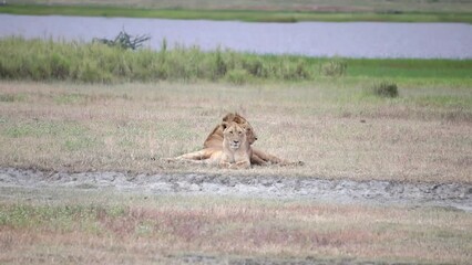 Telephoto shot of couple of lions resting in front of river during dry season