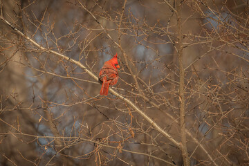 Male Northern Cardinal perched on a tree branch